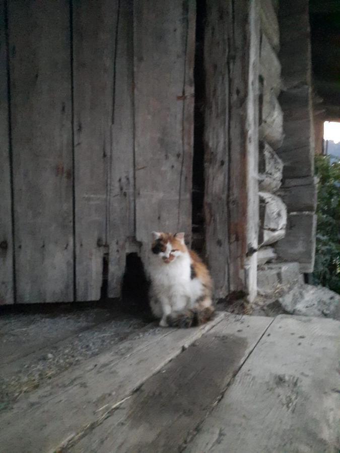 Appartement Muehlebnerhof Ramsau am Dachstein Esterno foto